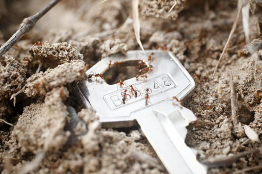 Fire Ant Alternatives and Truth