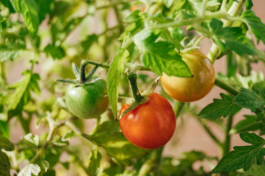 Growing Tomatoes at Home with Earthfood