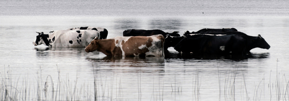 The Dying Aussie Farmlands
