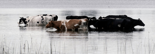 The Dying Aussie Farmlands