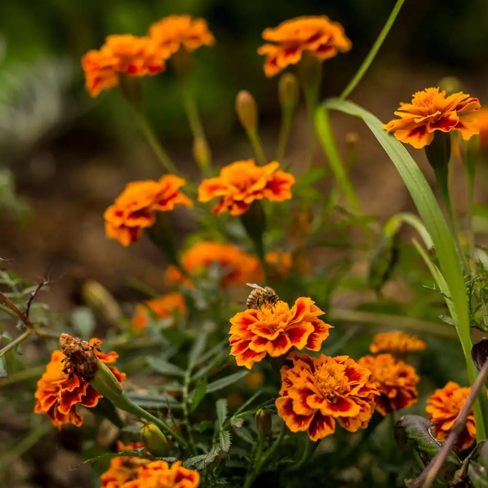 Marigolds Gift of Seeds