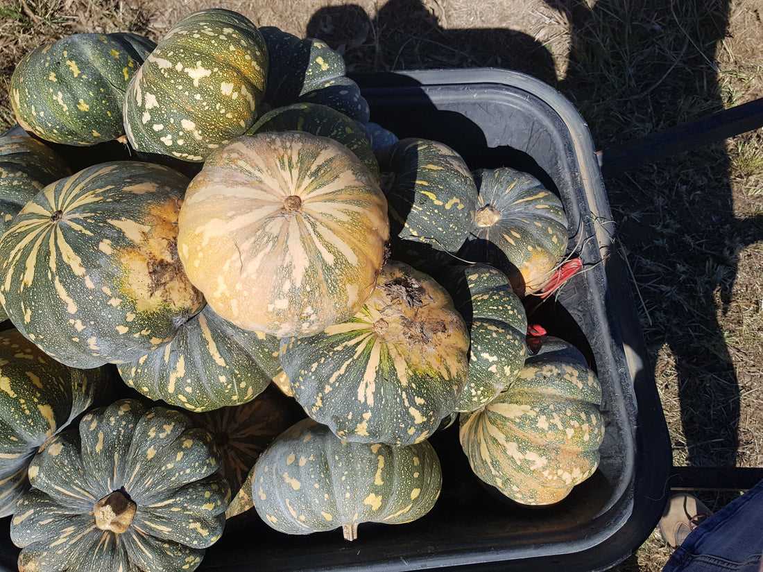 Farmer Lance Grew a Cash-Crop in the Desert, West of Alice Springs