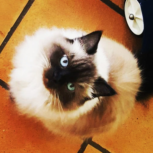 Spreadsheet Liabilities - Pets