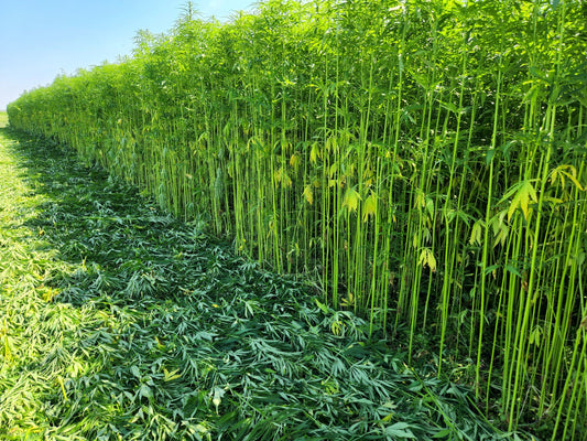 CANOLA, HEMP OR BAMBOO - which is best for long term???