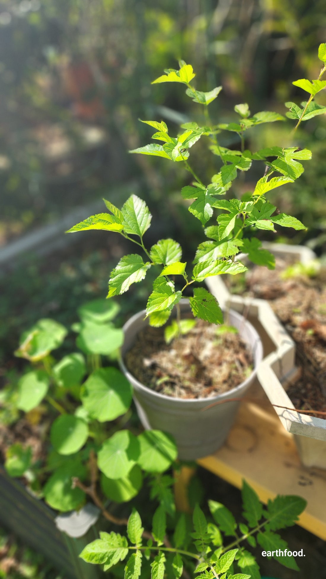 POT PLANTS HEAT DEATH.. Do This...