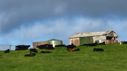 W.A. PASTURES: Getting Sandy Soils to Hold Feed, Not Lose It