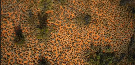 Imported Buffel Grass killing our Native Grasses