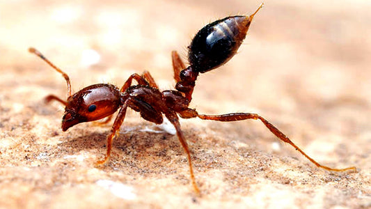 The Fire Ant Crisis: Fix It Naturally Better