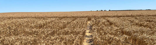 WHAT? NO MORE FERTILISER? W.A WHEAT FARMERS' ARTICLE