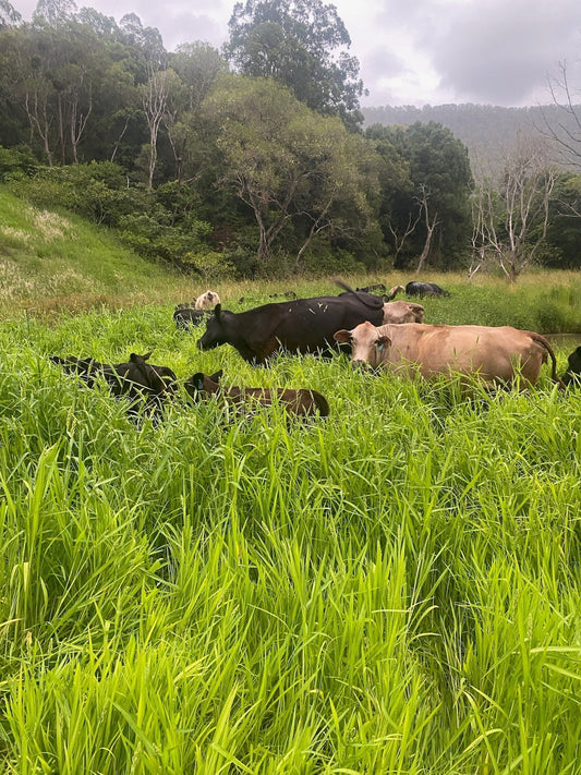 Earthfood Before and After WA Broad-Acre and Pasture