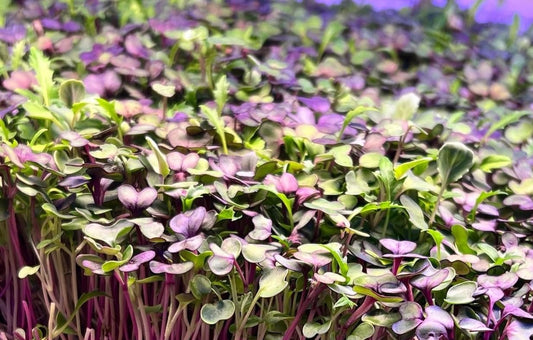 Microgreens as Cancer Prevention Potential. How?