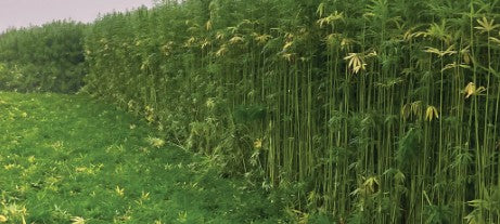 Hemp Farms' Missing Link