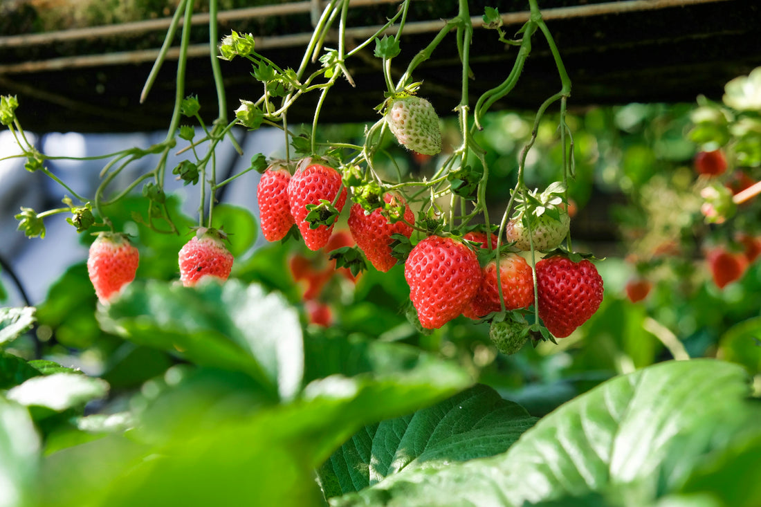 Impact of Plant Growth: Electroculture, Sound Frequency, & Microbes.