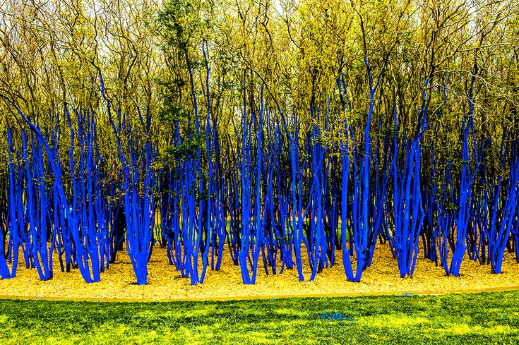 Blue Tree Warning