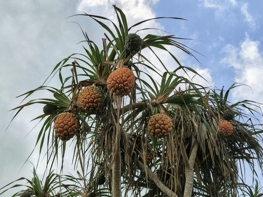THE FALLING PANDANUS (a sign)