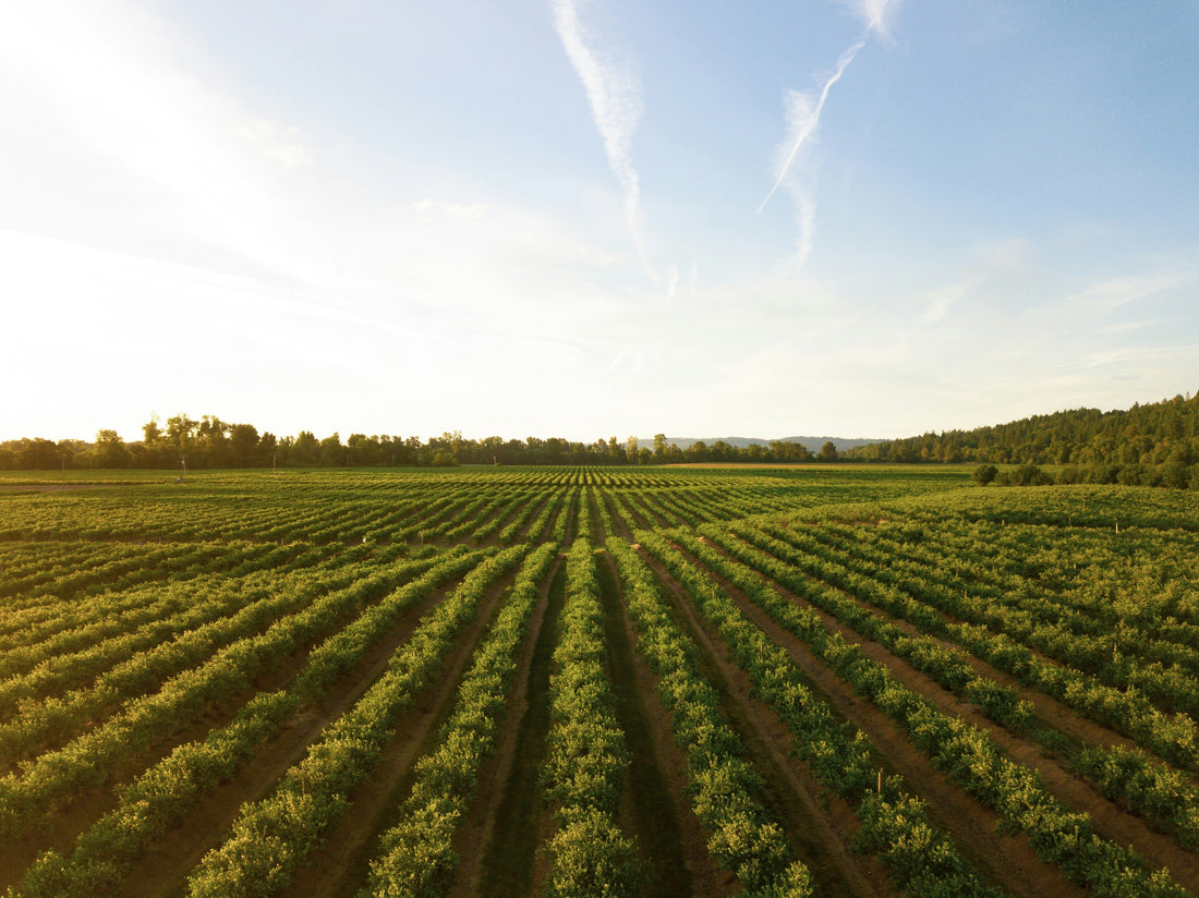 PART 3. Project Arcadia: When the Farm Becomes Data
