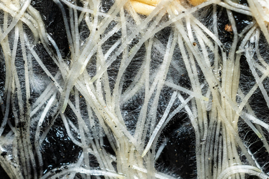 Why Most Biochar Fails