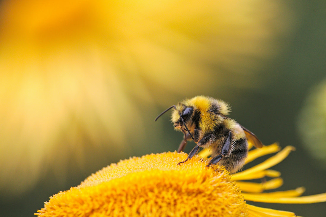 Bumble bee collecting pollen from a yellow flower