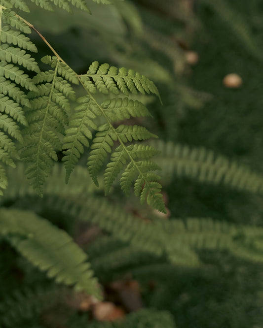 A Forest's Living Microbes Could Heal You