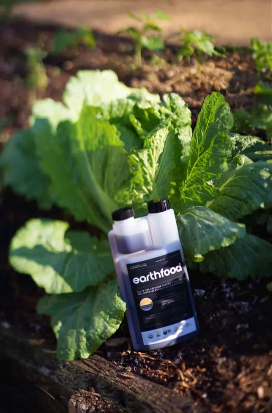 Earthfood Life 1L bottle resting upon a healthy cabbage