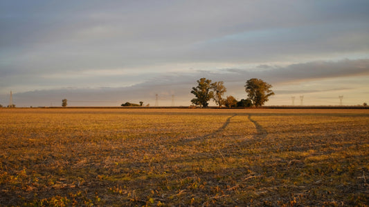 What Stronger Roots Mean in Hard Country