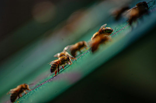 Varroa Mite and History - Save the Bees