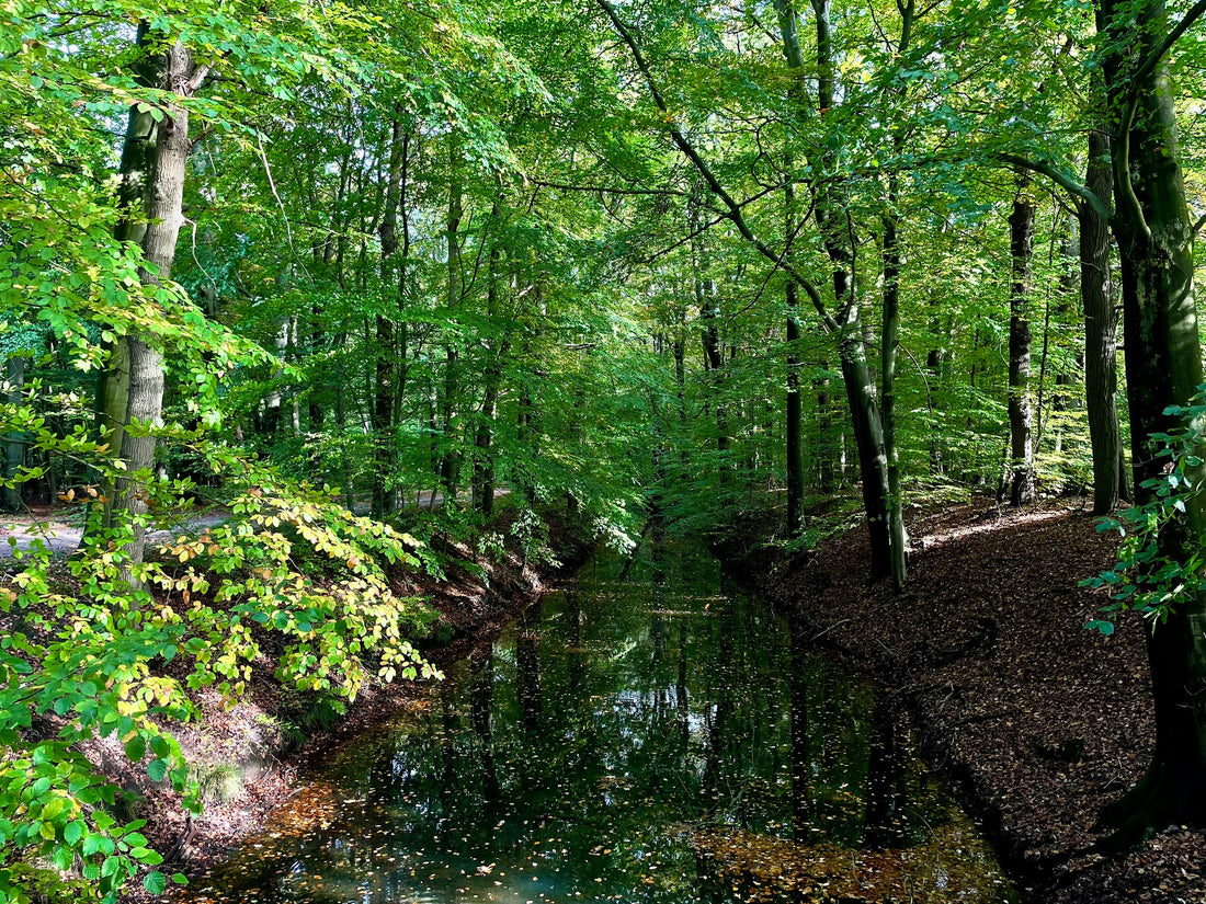 When Water Turns Green