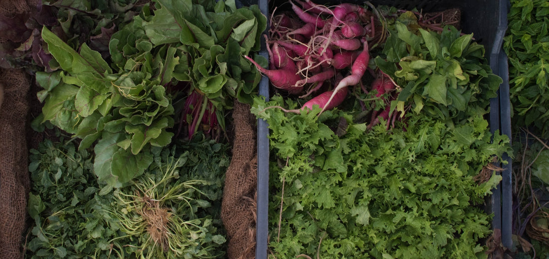 Baskets of fresh leafy green and purple produce 