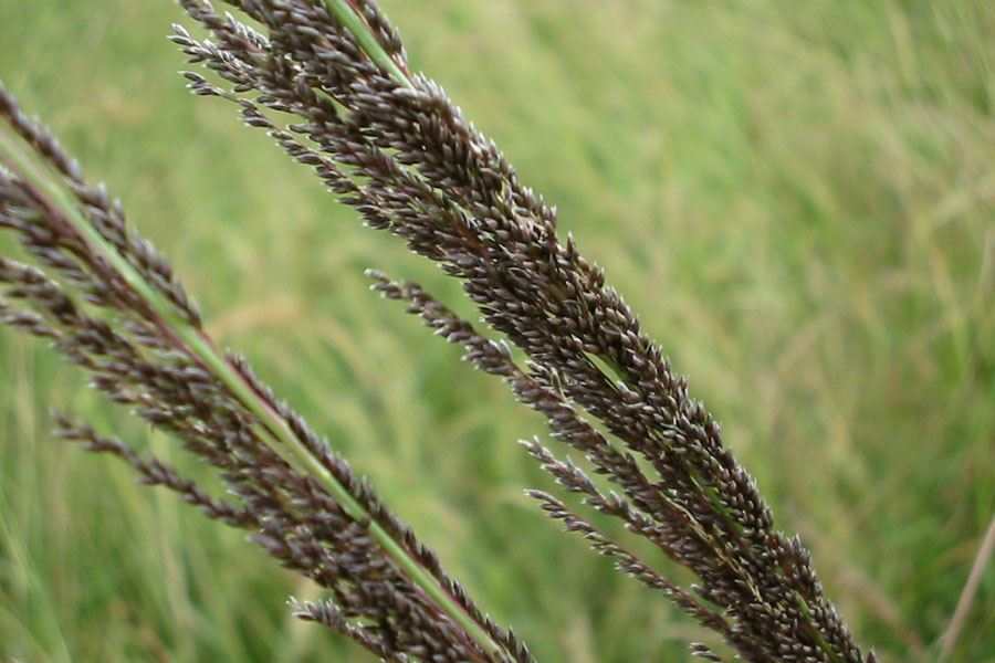 Rats-Tail Weed Extermination Plan