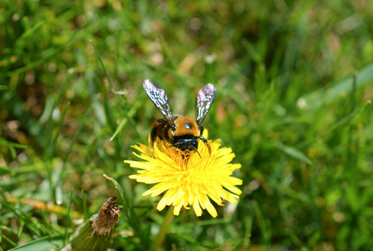 Medicinal Gardens: Your Natural Pharmacy for Healing and Wellness