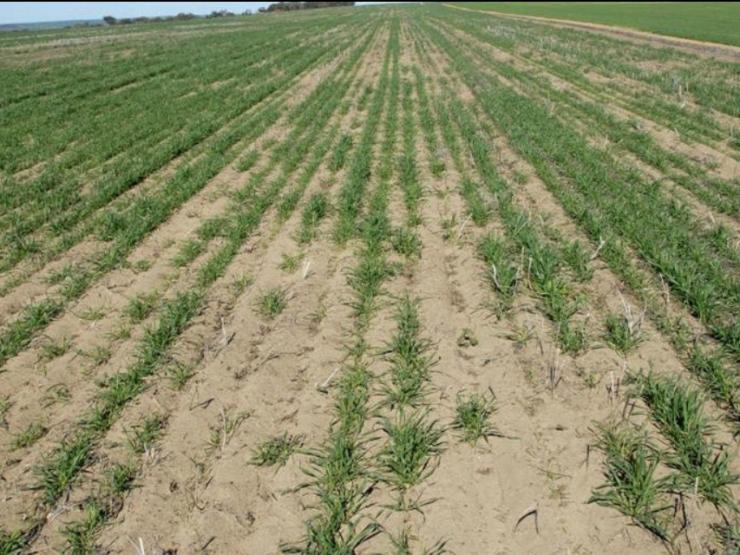 The Living Glue in Sandy Soil